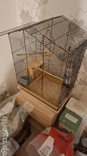 Prsichköpchen zu verkaufen