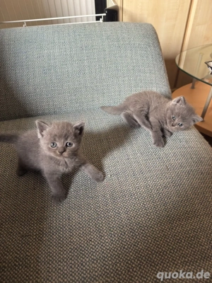 Britisch Kurzhaar Kitten suchen ein liebevolles Zuhause 