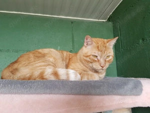 Toki-Pucho sucht sein Zuhause - FIV positiv Bild 4