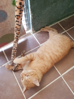 Toki-Pucho sucht sein Zuhause - FIV positiv Bild 5