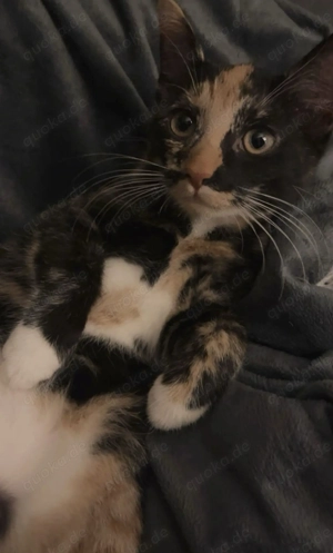 Zuhause für 2 Katzen gesucht 