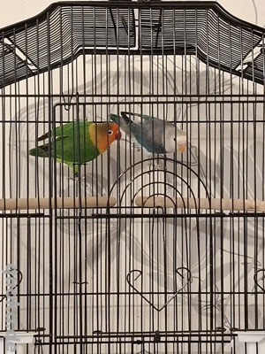 Pfirsichköpfchen zu verkaufen