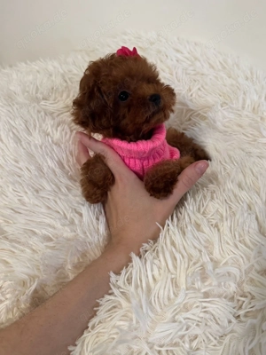 Teacup Pudel Toy Red Hündin