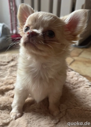 Chihuahua Welpe reinrassig mit Ahnentafel