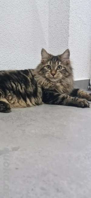 Kitten Katzenbaby Kater Kurilian Bobtail mit Stammbaum 