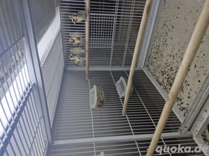 verkaufe ein Stieglitz Hahn von 25