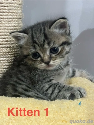Purebred BKH Kittens suchen neues Haus