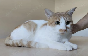 TOMÁS- entzückend, anhänglich, ruhig