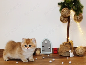 Bkh Kitten Katze Britisch Kurzhaar Junge Mädchen golden shaded, golden blue mit Stammbaum