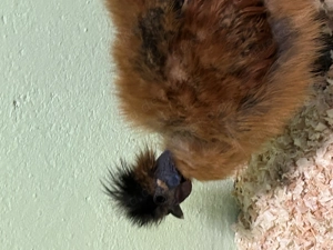 Showgirl Hahn und Seidenhahn abzugeben 