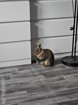 Kaninchen Dame abzugeben