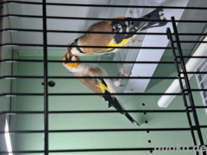 Stieglitz major paar 