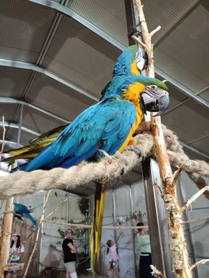 Zwei wunderschöne, intelligente Graupapageien mit Käfig