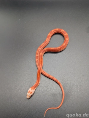 Kornnatter Hypo bloodred pied sided motley