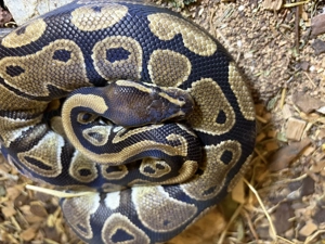 Königspython + Terrarium 