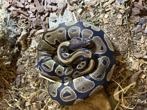 Königspython + Terrarium  Bild 3