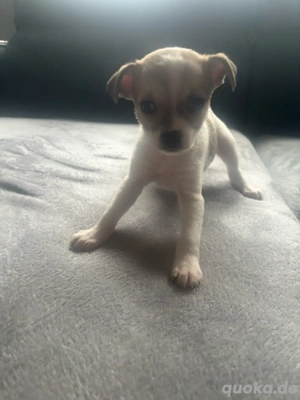 Chihuahua welpen 