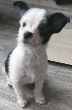 1 welpen suchen noch ihr Traum zu Hause