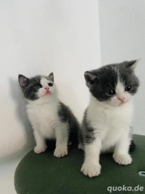 Britisch reinrassirig kurzhaare Kitten zwei junge