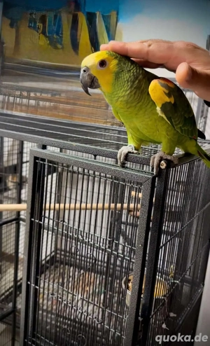 Gelbkopfamazon Handzahm und Handaufgezogen