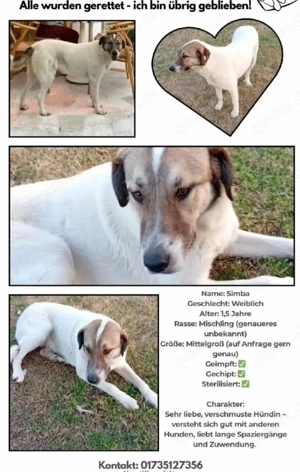 Hunde aus dem Tierschutz suchen ein liebevolles zuhause