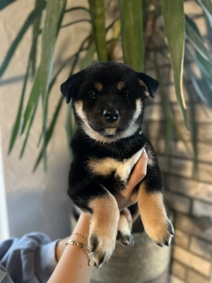 Shiba Inu Welpen 