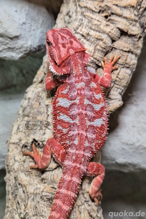 HOLDBACK Qualität! Bartagame (Pogona vitticeps) Weibchen Bild 2