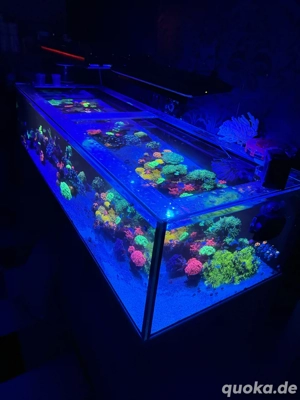  korallen meerwasser aquarium fisch auflösung