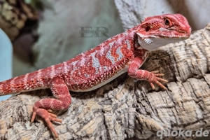 HOLDBACK Qualität! Bartagame (Pogona vitticeps) Weibchen Bild 3