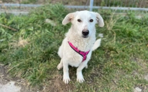 Sonnenschein Tau sucht seine Menschen