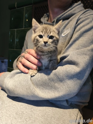 kätzchen Bkh-Ekh Mischlinge 