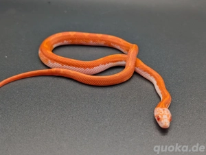 Kornnatter Fire pied sided 