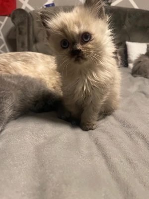 Britische Langhaar Weibchen hellblauen Augen