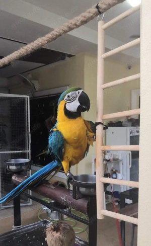 Wunderschöne Papageien