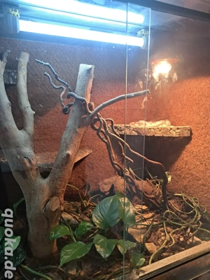 Kornnattern abzugeben