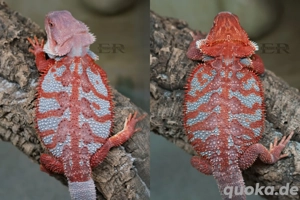 HOLDBACK Qualität! Bartagame (Pogona vitticeps) Weibchen Bild 5