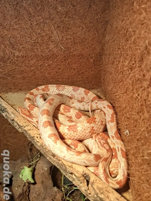 Kornnattern abzugeben Bild 4