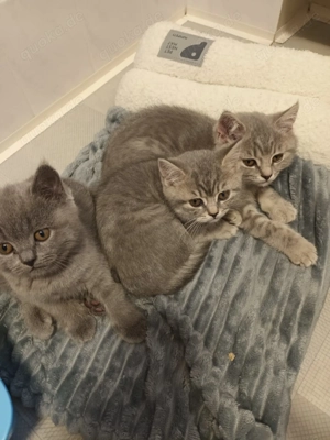 BKH Kitten zu verkaufen 