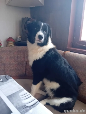 Australian shepherd Border collie Welpen Junghunde