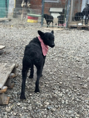 Layla sucht ein Zuhause  Bild 2