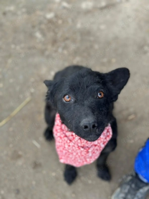 Layla sucht ein Zuhause 