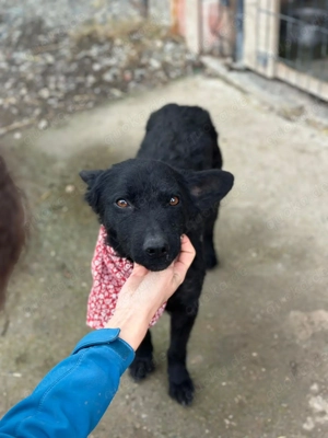 Layla sucht ein Zuhause  Bild 4