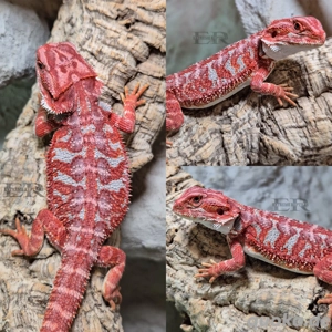HOLDBACK Qualität! Bartagame (Pogona vitticeps) Weibchen