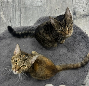 Zwei Katzen abgeben 8 Mo. alt