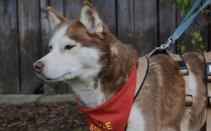 Husky-Dame Inura: sanft und voller Energie Bild 2
