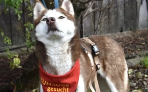 Husky-Dame Inura: sanft und voller Energie Bild 5