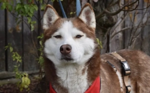 Husky-Dame Inura: sanft und voller Energie Bild 3