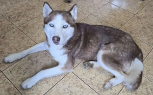 Husky-Dame Inura: sanft und voller Energie