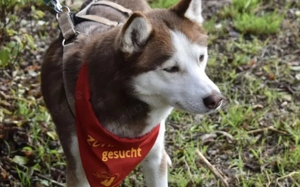 Husky-Dame Inura: sanft und voller Energie Bild 4