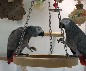 Zwei wunderschöne Papageien suchen aufgrund